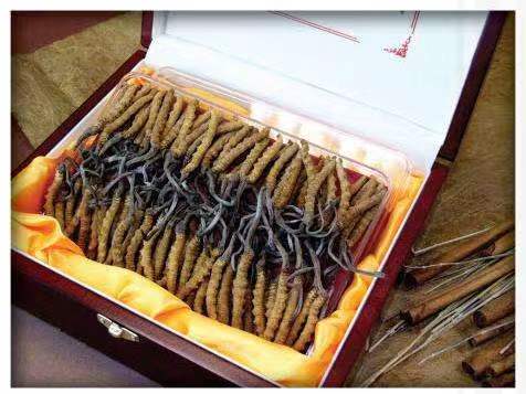 凌河冬虫夏草回收